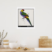 Edward Lears rot gekappte Parakeet-Männchen Poster (Küche)