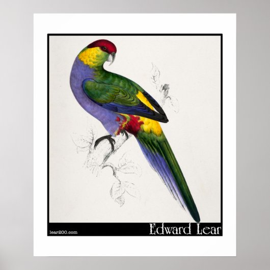 Edward Lears rot gekappte Parakeet-Männchen Poster (Vorne)