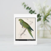 Edward Lears Zwerg Parakeet-Macaw Postkarte (Stehend Vorderseite)