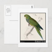 Edward Lears Zwerg Parakeet-Macaw Postkarte (Vorne/Hinten)