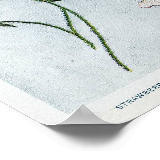 Edwardian Strawberries Poster (Ecke)