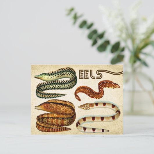 EELS POSTKARTE (Stehend Vorderseite)