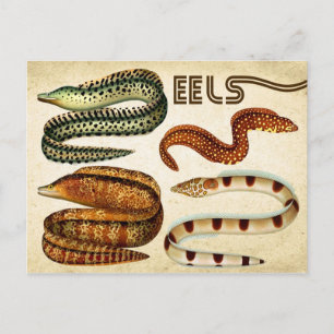 EELS POSTKARTE