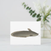 Eeltail Catfish Postkarte (Stehend Vorderseite)