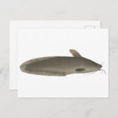 Eeltail Catfish Postkarte (Vorne/Hinten)