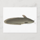 Eeltail Catfish Postkarte (Vorderseite)