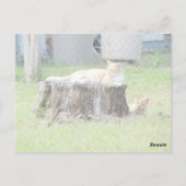 Eeny Meeny Miney Moe ... Postkarte (Rückseite)