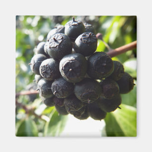 Efeu-Beeren-Magnet Magnet