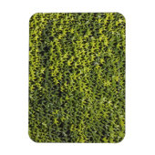 Efeu (Hedera helix) an der Hauswand Magnet (Vertikal)