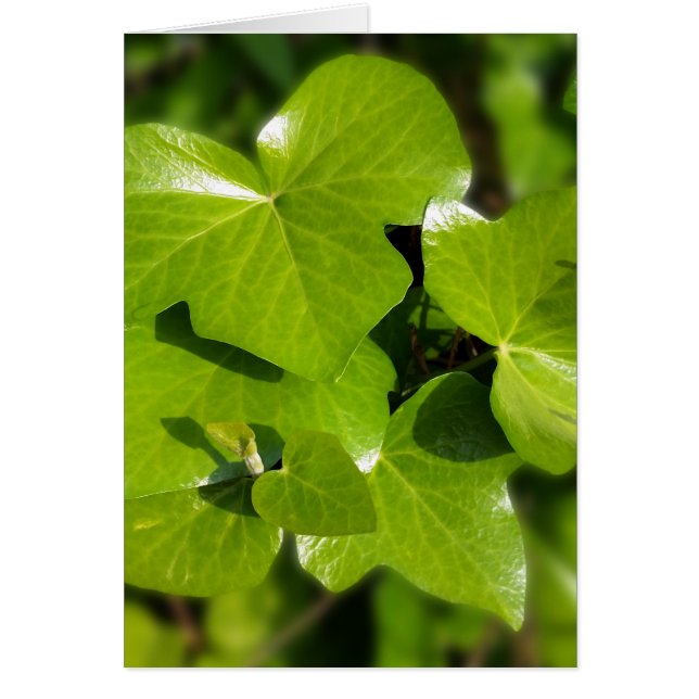 Efeu in der Sonne (Vorne)