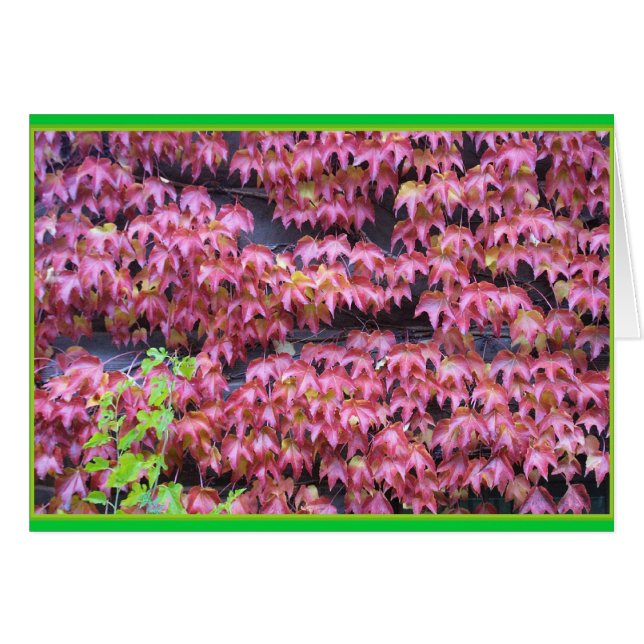 Efeu Leaques (Vorderseite (Horizontal))