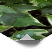 Efeu-Poster Poster (Ecke)