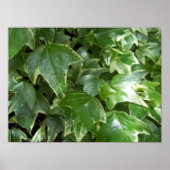 Efeu-Poster Poster (Vorne)