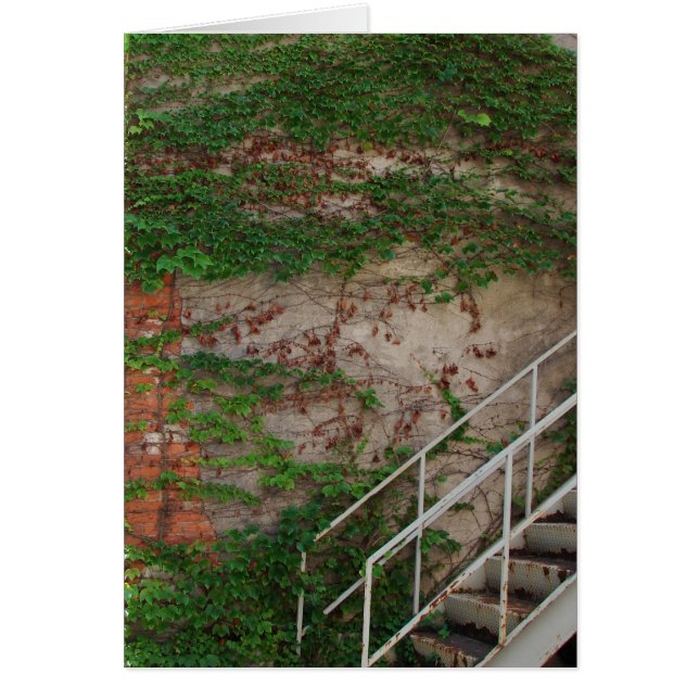 Efeu-Reben, Treppe, Backsteinmauer, Washington, (Vorne)
