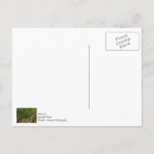 Efeuumauer Postkarte (Rückseite)