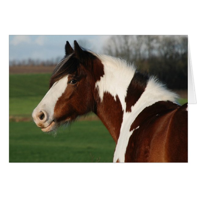 Egehojs Maj (Vorderseite (Horizontal))