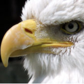 EGELGEBURT FOTOBLOCK