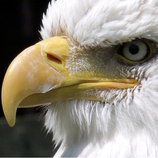 EGELGEBURT GESCHIRRTUCH