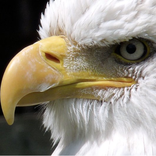 EGELGEBURT KAFFEETASSE