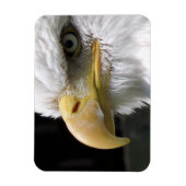 EGELGEBURT MAGNET (Vertikal)