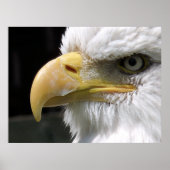 EGELGEBURT POSTER (Vorne)