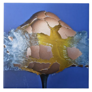 Eggceptional Fliese