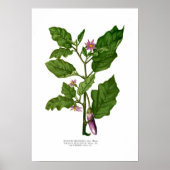 Eggplant Poster (Vorne)