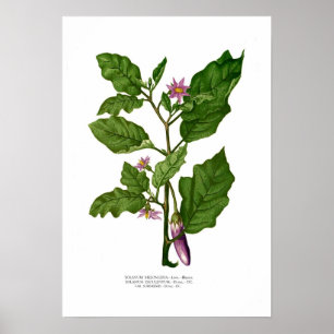 Eggplant Poster