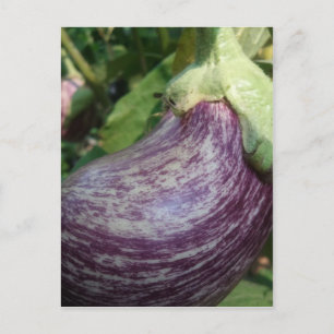Eggplant Veggie Postkarte