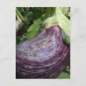 Eggplant Veggie Postkarte (Vorderseite)