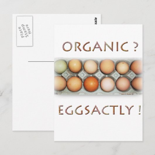 EGGSACTLY POSTKARTE (Vorne/Hinten)