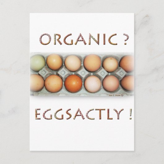 EGGSACTLY POSTKARTE (Vorderseite)