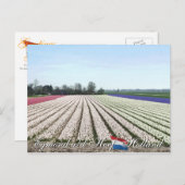 Egmond aan den Hoef Bulb Blume Holland Postcard Postkarte (Vorne/Hinten)