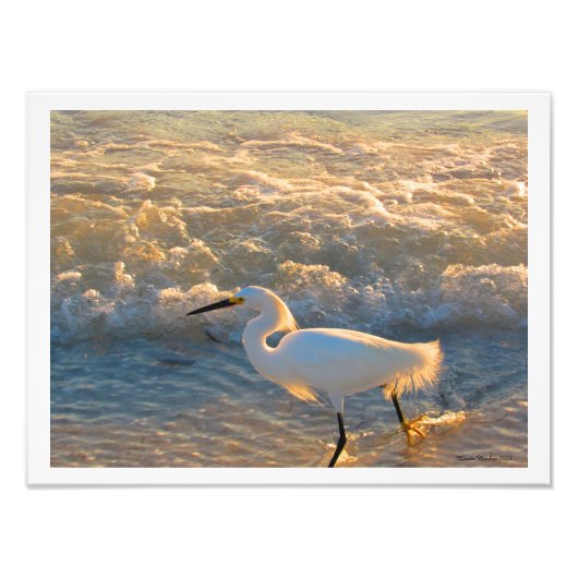 Egret at Sunset on Beach Fotografy Print Fotodruck (Vorne)