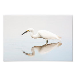 Egret auf einem noch bewachsenen Teich Fotodruck