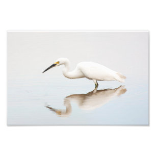 Egret auf einem noch bewachsenen Teich Fotodruck