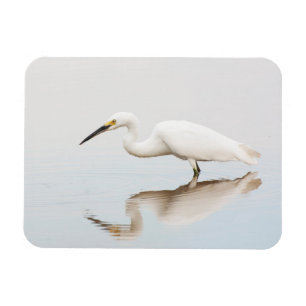Egret auf einem noch bewachsenen Teich Magnet
