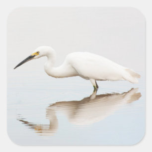 Egret auf einem noch bewachsenen Teich Quadratischer Aufkleber