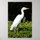 Egret Bird Poster (Vorne)