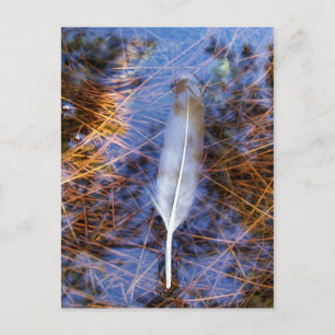 Egret-Feder Postkarte