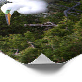 Egret Foto Poster (Ecke)
