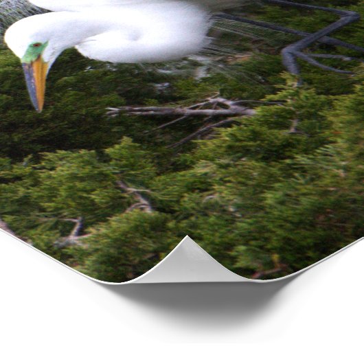 Egret Foto Poster (Ecke)