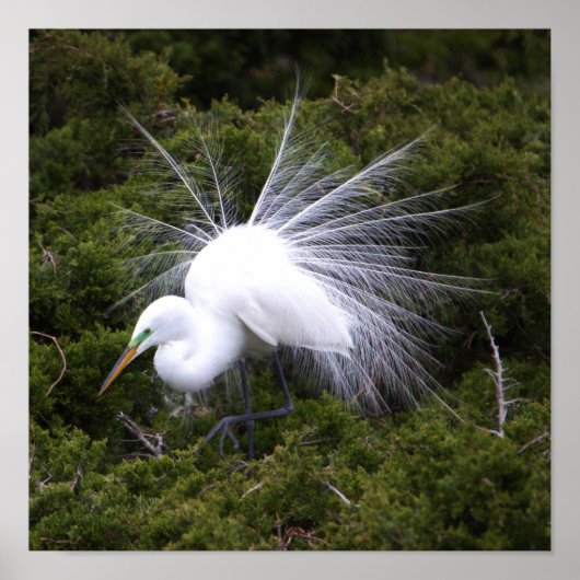 Egret Foto Poster (Vorne)