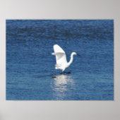 Egret Foto Poster (Vorne)