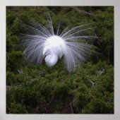 Egret Foto Poster (Vorne)