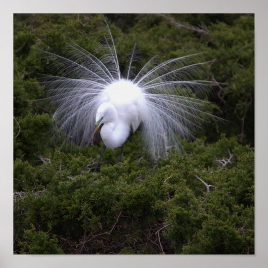 Egret Foto Poster (Vorne)