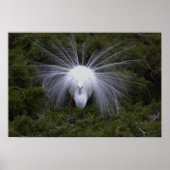 Egret Foto Poster (Vorne)