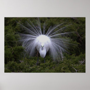Egret Foto Poster