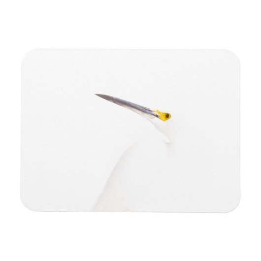 Egret-Headshot Magnet (Horizontal)