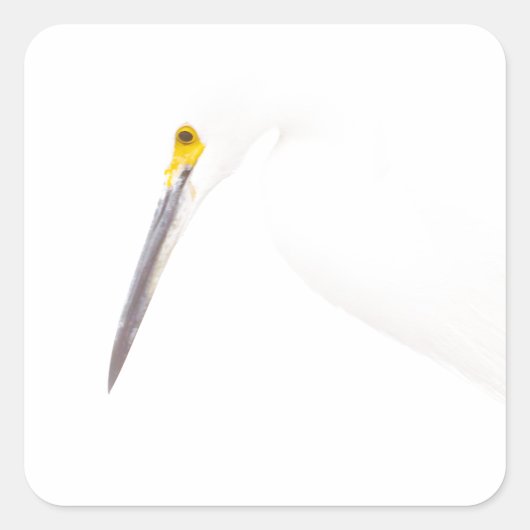 Egret-Headshot Quadratischer Aufkleber (Vorderseite)